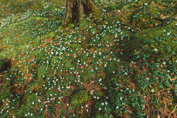 佐川町 バイカオウレン