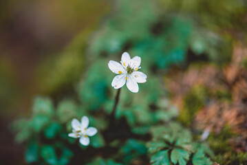 佐川町 バイカオウレン