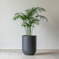 very tall plant pot photography on white background