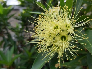 Closeup of yellow  flower on blurred green background with copy space using as background natural flora landscape, ecology cover page concept.