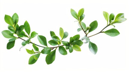 Green Branch with Lush Leaves Against a White Background
