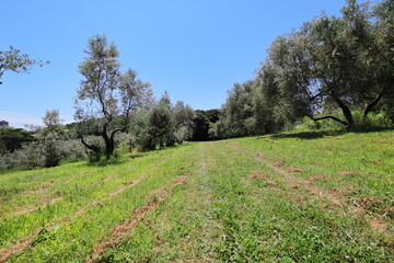 青空に映えるオリーブ畑