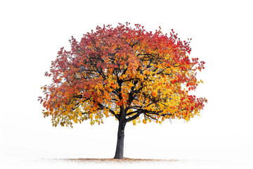 Lone tree in autumn with a vibrant gradient of red, orange, and yellow leaves, standing tall against a white background, symbolizing the beauty of seasonal change.