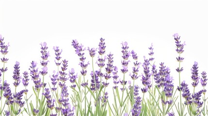 Obraz premium Lavender Blooms on a White Background