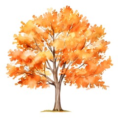 Fototapeta premium Vibrant Paperbark Maple Tree in Autumn with Warm Orange Leaves, Watercolor