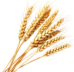 Wheat grain isolated on Transparent background. png
