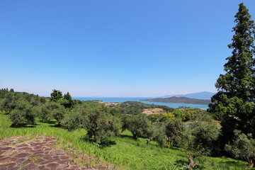 Fototapeta premium 青空に映えるオリーブ畑