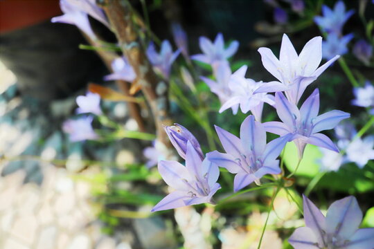 日陰に咲く青いブローディアの花