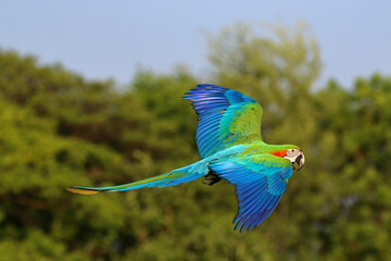 Colorful Harlequin Macaw parrot flying in the sky. Free flying bird