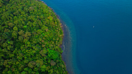 View of the green forest and the sea. Natural ecosystems of forests and oceans. concept of natural...