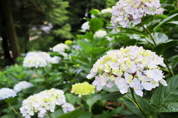 白い紫陽花