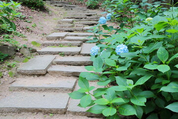 空色の紫陽花