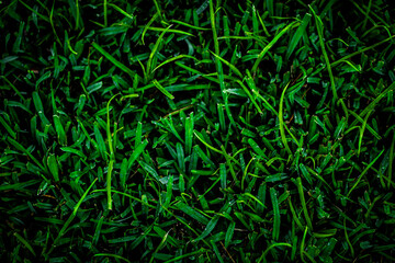 Green grass texture for background. dark colors, dark border vignettes, business cards, phone app, grass with water. 
