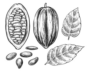 Cocoa beans set vintage vector sketch illustration 