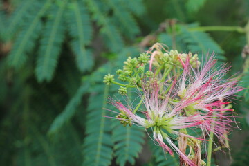 ネムノキのピンクの花