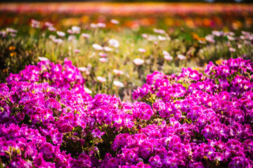 Pink geraniums at the forefront of rows of colorful flowers at the Flower Fields of Carlsbad.