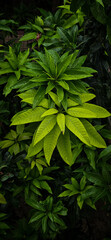 green leaves in the forest