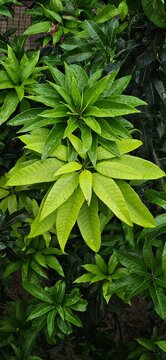 green leaves background