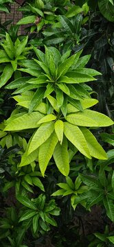 green leaves background