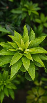 close up of green leaves