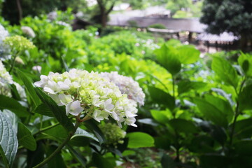 淡いピンク色の紫陽花