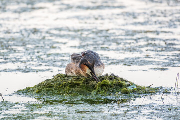 Fototapeta premium Great Crested Grebe, Podiceps cristatus, water bird sitting on the nest, nesting time on the green lake