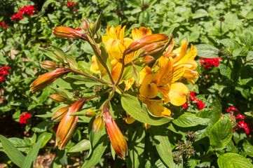 orange and yellow flowers