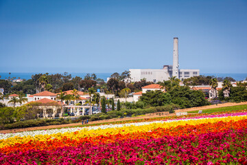 The Flower Fields and Carlsbad Windmill with the Pacifific Ocean in the background.