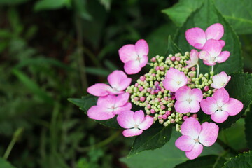 ピンクと白のバイカラーのガクアジサイ