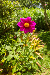pink flowers in the garden