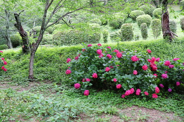 濃い赤色の紫陽花