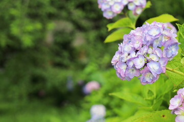 紫の紫陽花の花