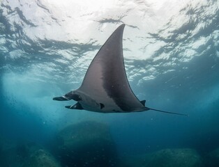 Manta Ray fly Underwater at Similan Dive Site Christmas Point