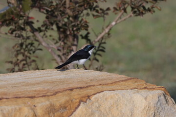 Restless Flycatcher resting