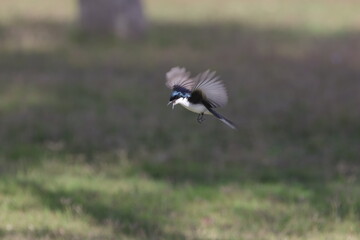 Flycatcher flight