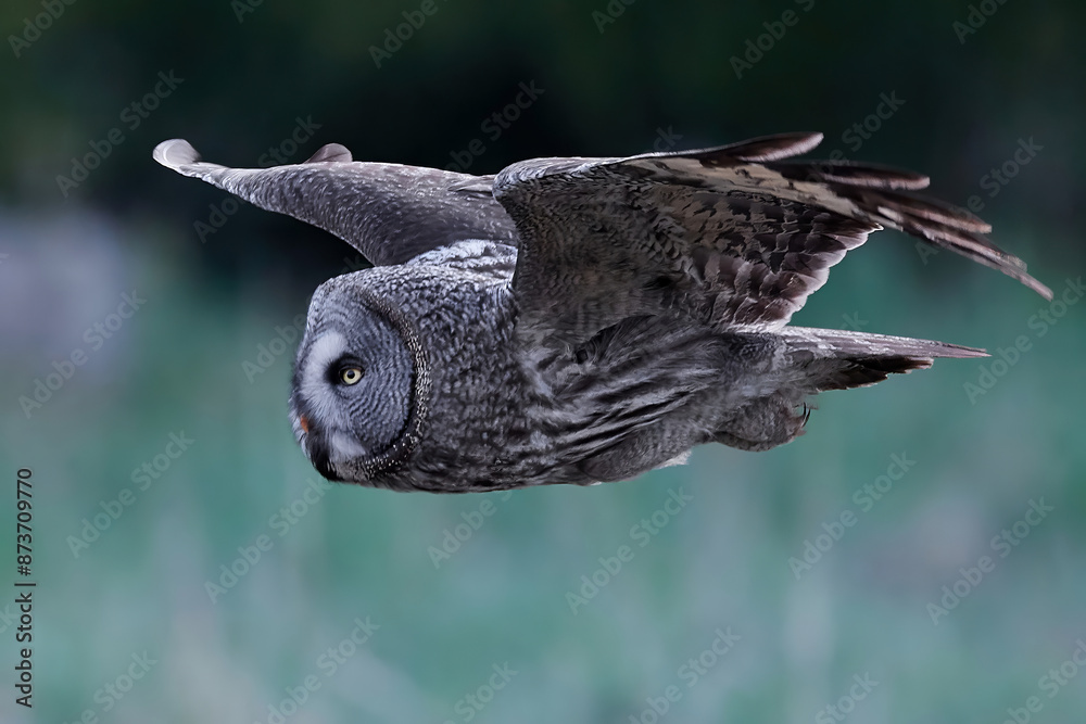 Canvas Prints great grey owl (strix nebulosa)