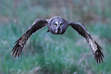 Great grey owl (Strix nebulosa)