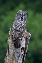 Great grey owl (Strix nebulosa)
