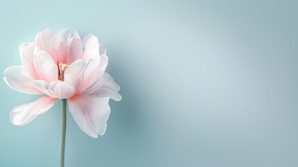Elegant single pink flower with delicate petals on a light blue background, perfect for romantic or nature-related projects.