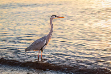 A heron hunting in the sea. Grey heron on the hunt