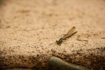 Green dragonfly on brown rock