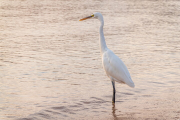 Great egret (Ardea alba), a medium-sized white heron fishing on the sea beach