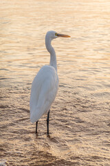 Great egret (Ardea alba), a medium-sized white heron fishing on the sea beach