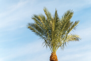 Palm tree with green leaves on blue background