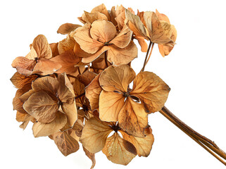 Fototapeta premium Dried hydrangea flowers on a white background, isolated. Korean callistis leaves in autumn colors. An isolated dried hydrangea flower for floral arrangement, in a close-up view.
