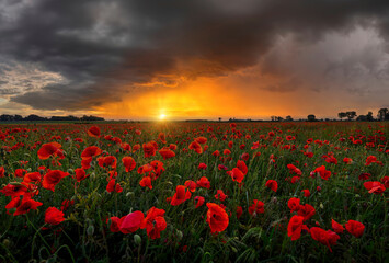 Beautiful summer sunset over poppy field