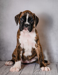 brown brindle boxer puppy on a gray background in the studio