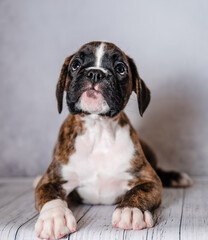 brown brindle boxer puppy on a gray background in the studio