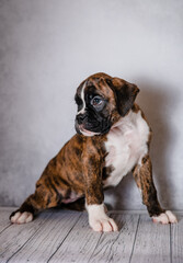 brown brindle boxer puppy on a gray background in the studio