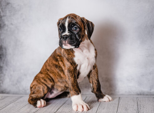brown brindle boxer puppy on a gray background in the studio